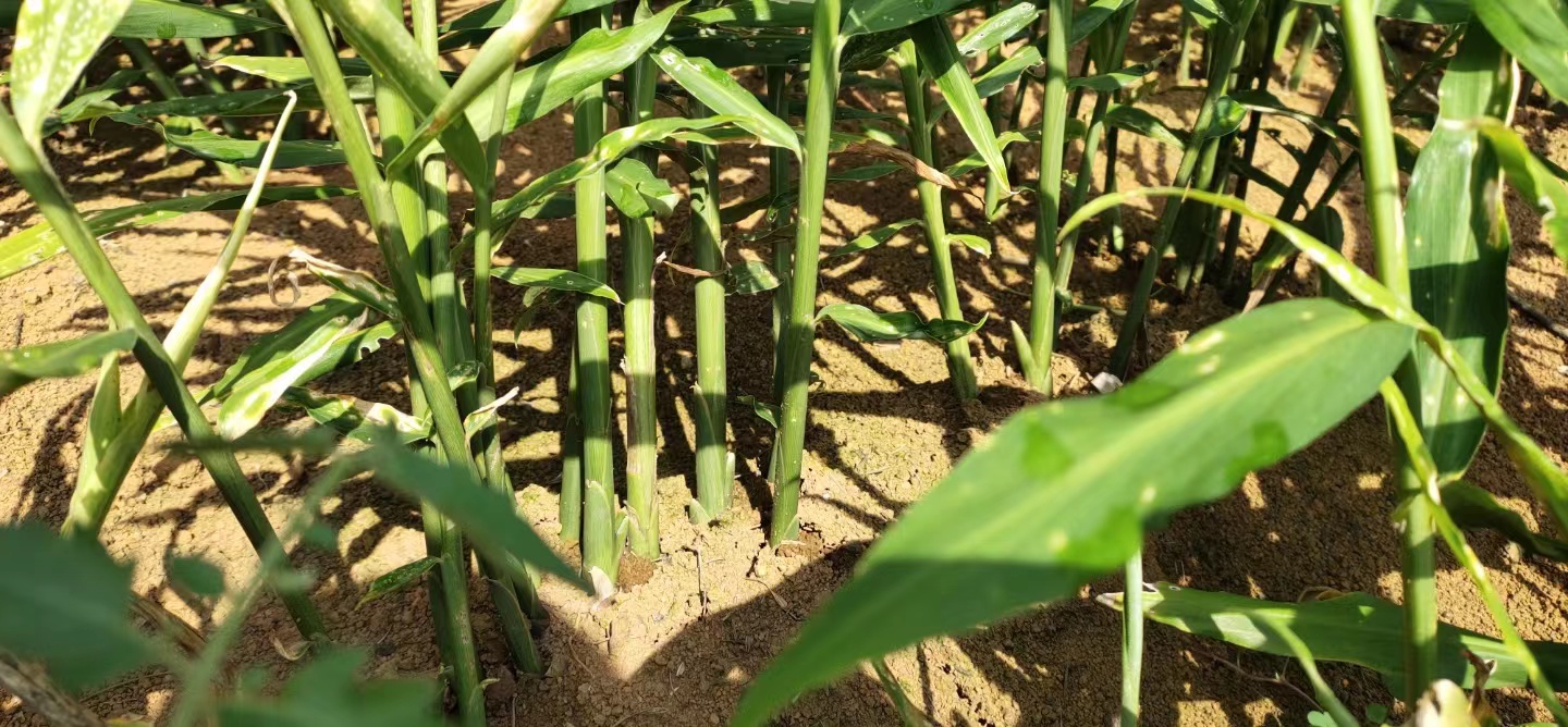 云南罗平县干姜走动一般