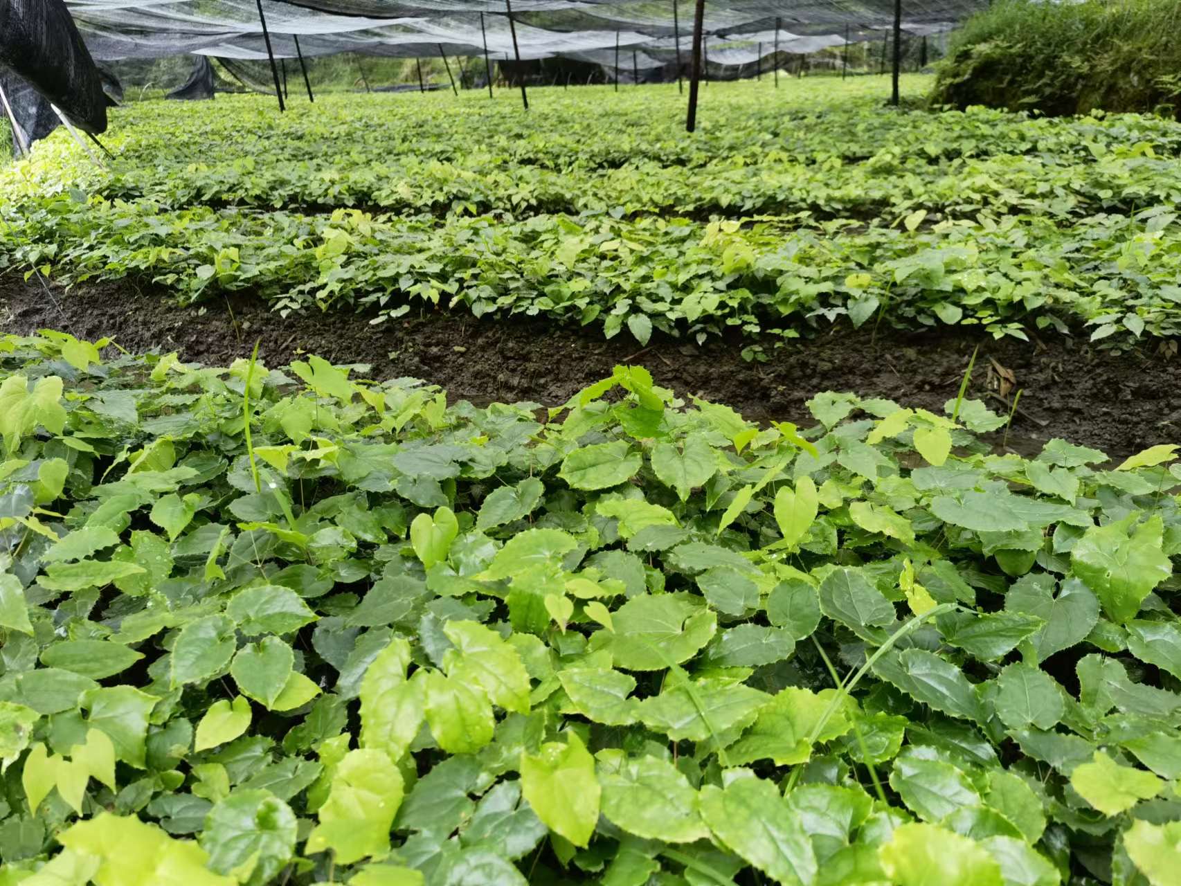 贵州黔产高含量箭叶淫羊霍9月即将产新