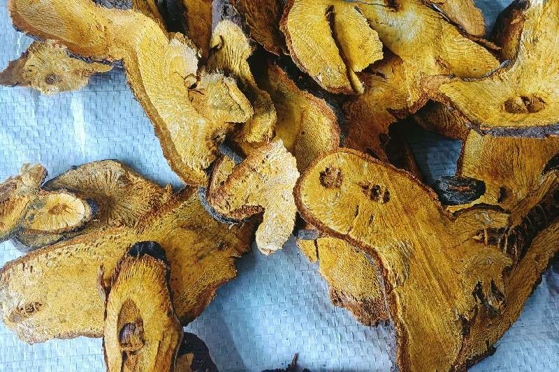 湖北省恩施土家族苗族自治州利川市 虎杖 快讯信息
