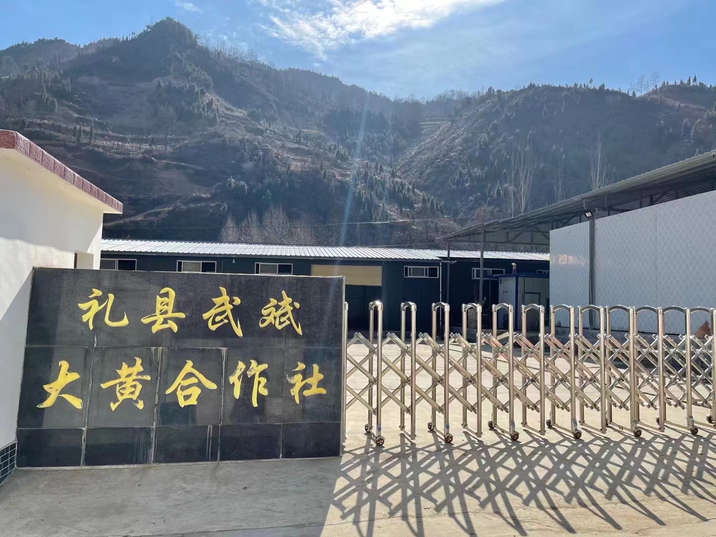 甘肃陇南礼县马蹄大黄近期开始走动加快