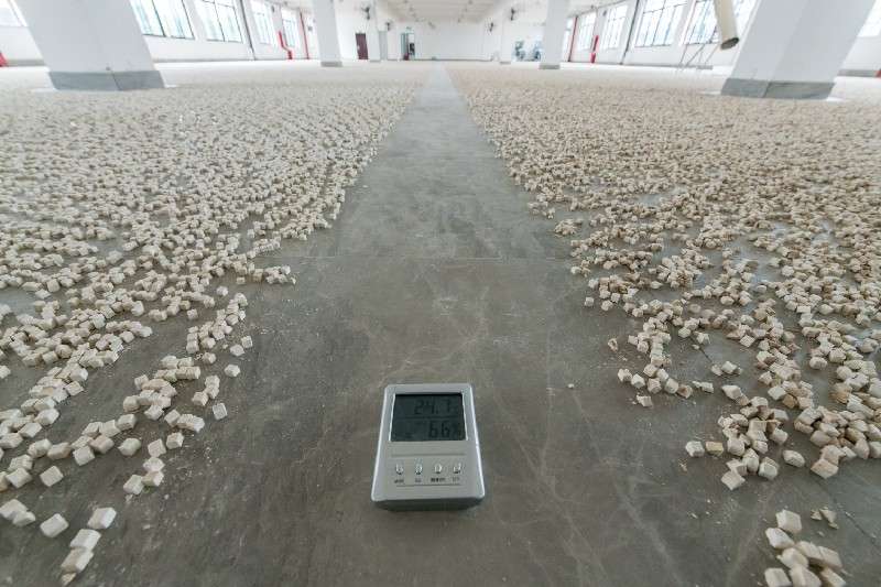 靖州茯苓市场鲜茯苓价格略为下降