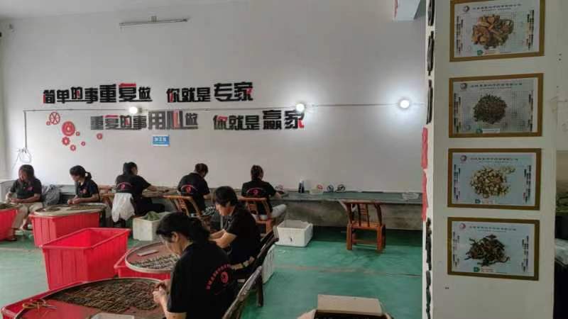 湖北省襄阳市蜈蚣产地走动加速，定单逐渐增多