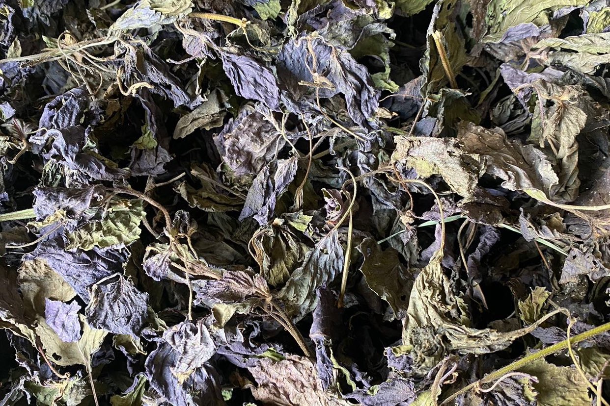 广西桂林市全州县紫苏叶快讯信息