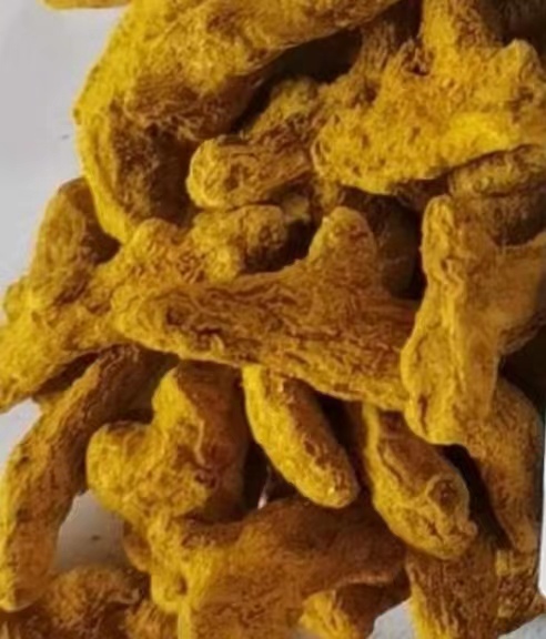 湖南邵阳地区姜黄现已产新