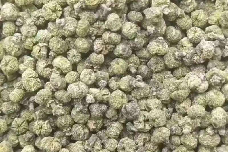 江西省宜春市樟树市 吴茱萸走势畅快，货源不丰