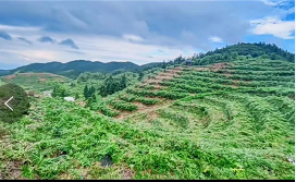 湖南邵阳隆回县目前山银花价格有所下滑